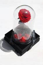 Load image into Gallery viewer, Rose Dome Single Head Red - Market Blooms