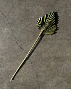 Mini Palm Spear - Green - Market Blooms