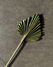 Load image into Gallery viewer, Mini Palm Spear - Green - Market Blooms