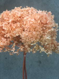 Hydrangea (preserved) - 20cm Orange - Market Blooms