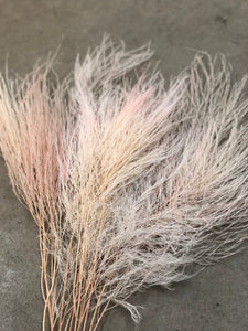 Tiki Fern (preserved) - Pink Dust - Market Blooms