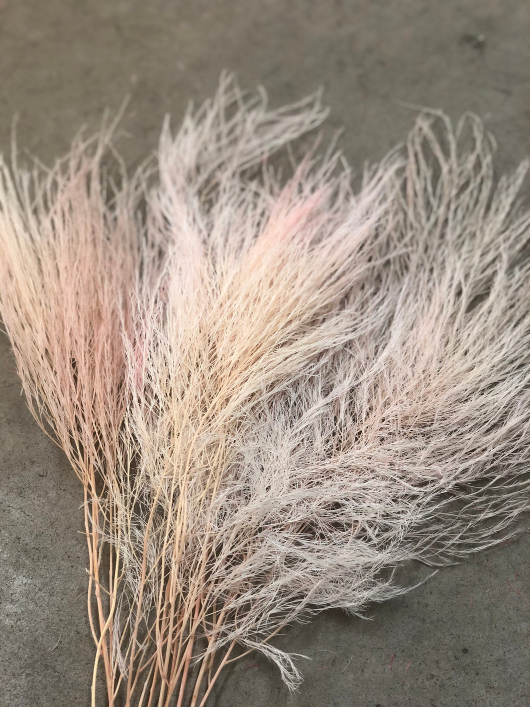 Tiki Fern (preserved) - Pink Dust - Market Blooms