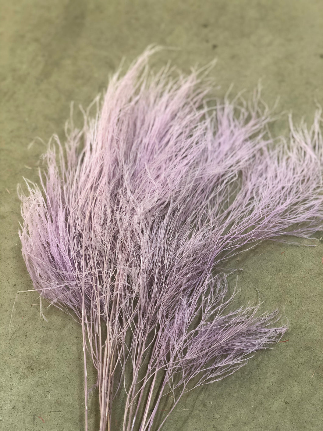 Tiki Fern (preserved) -  Taro Purple - Market Blooms