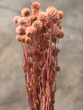 Load image into Gallery viewer, Scabiosa Pod (preserved) - Pink Large - Market Blooms