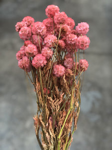 Scabiosa Pod (preserved) - Watermelon Red Large - Market Blooms