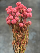 Load image into Gallery viewer, Scabiosa Pod (preserved) - Pink Large - Market Blooms