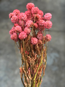 Scabiosa Pod (preserved) - Pink Large - Market Blooms