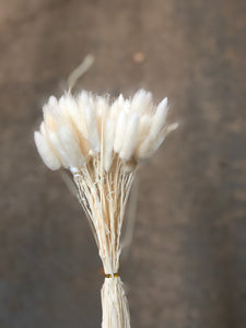 Bunny Tails - White - Market Blooms