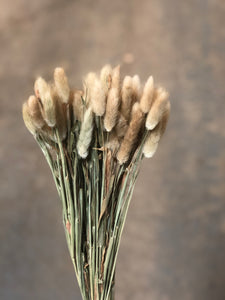Bunny Tails - Natural - Market Blooms