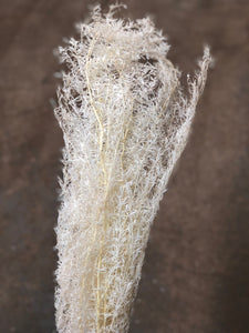 Foxtail Fern - White Desiflora - Market Blooms