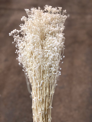 Gypsophila Preserved - White - Market Blooms