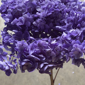 Hydrangea (preserved) 25cm -  Violet - Market Blooms