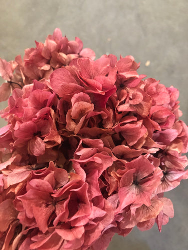 Hydrangea Big Leaf 20cm Red Blue Red - Market Blooms