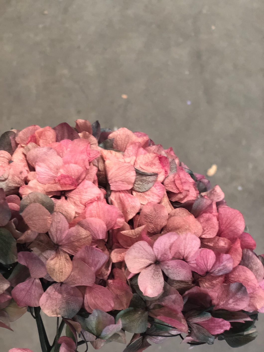 Hydrangea Big Leaf 20cm Red Blue Mix - Market Blooms