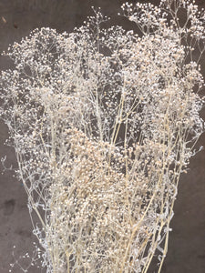 Gypsophila Preserved - Ivory White - Market Blooms