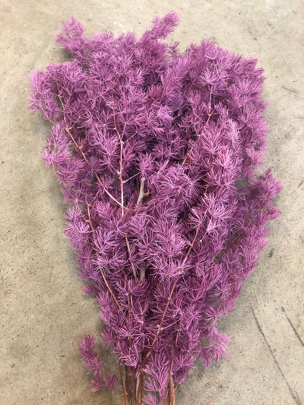 Ming Fern - Purple Grape - Market Blooms