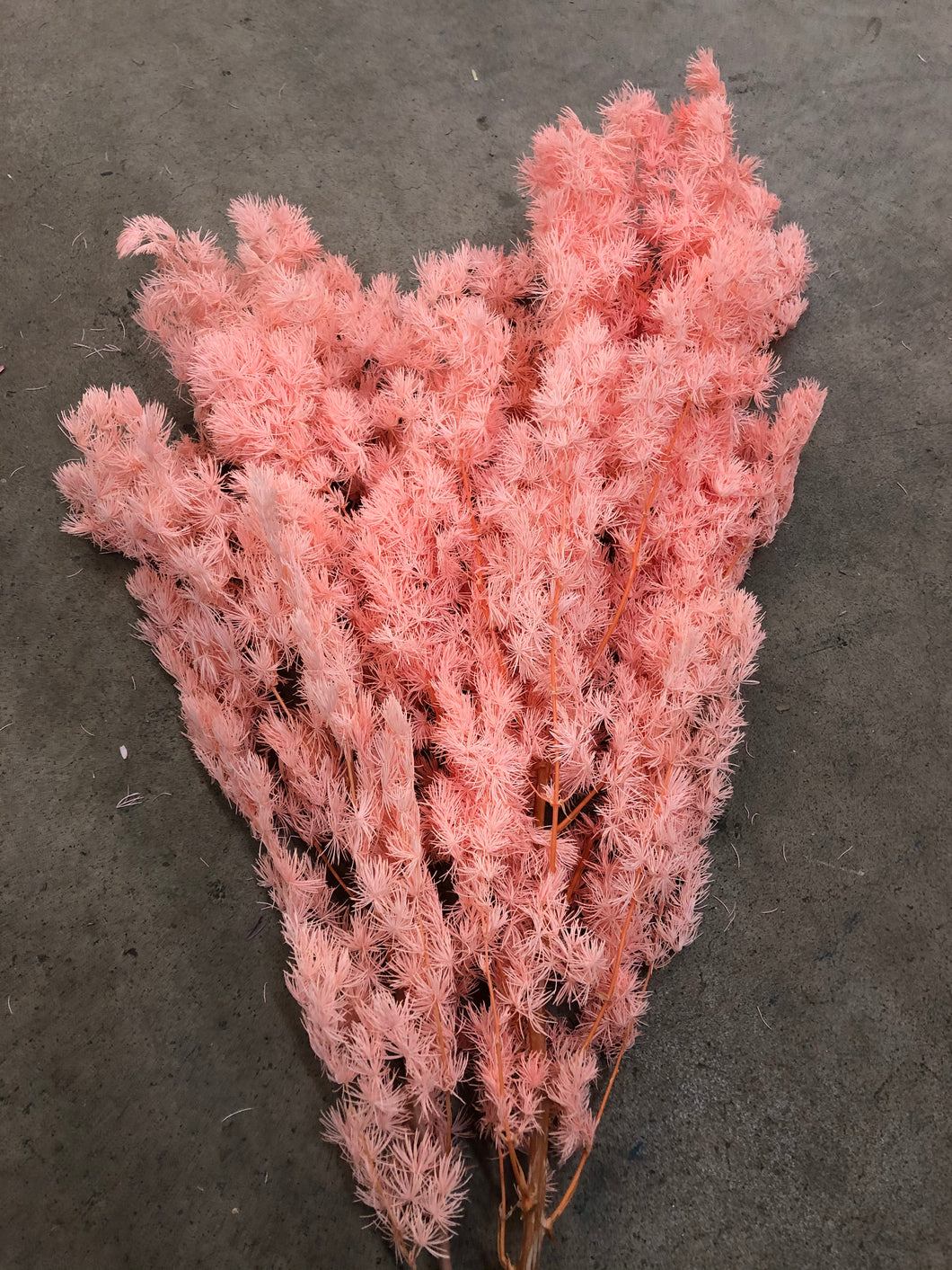 Ming Fern - Light Sakura Pink (Salmon) - Market Blooms