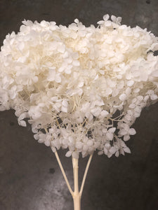 Hydrangea (preserved) 25cm -  Ivory White - Market Blooms