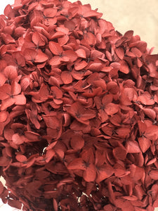 Hydrangea 20cm Dark Red (Pres) - Market Blooms