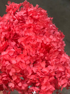 Hydrangea (preserved) 25cm - Lady Luck - Market Blooms