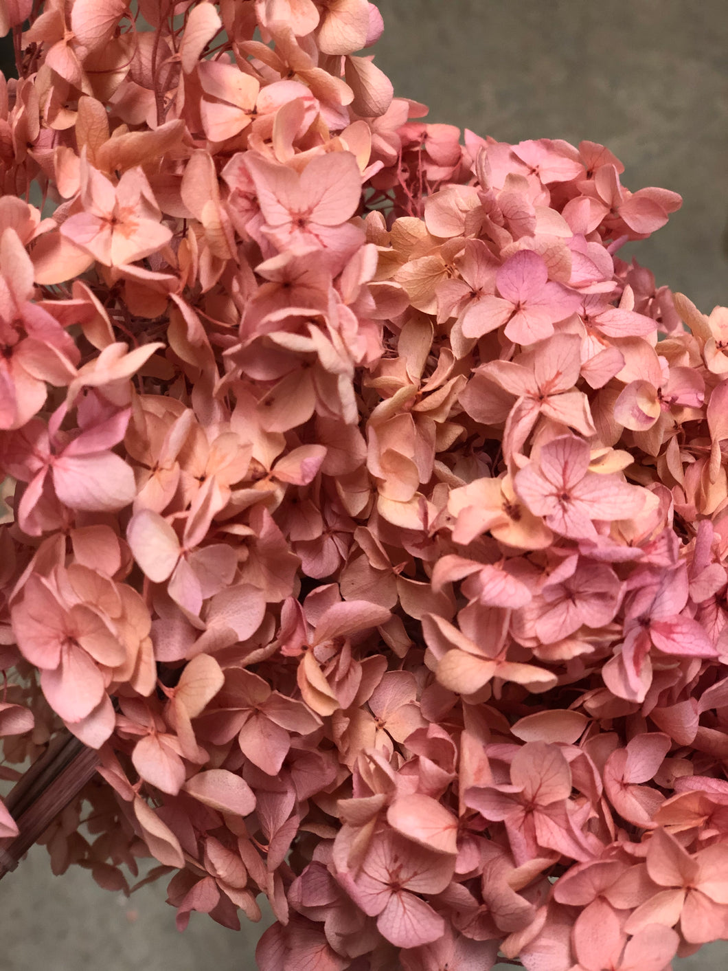 Hydrangea (preserved) 20cm - Peach - Market Blooms