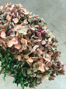 Hydrangea (preserved) 20cm - Green Pink - Market Blooms