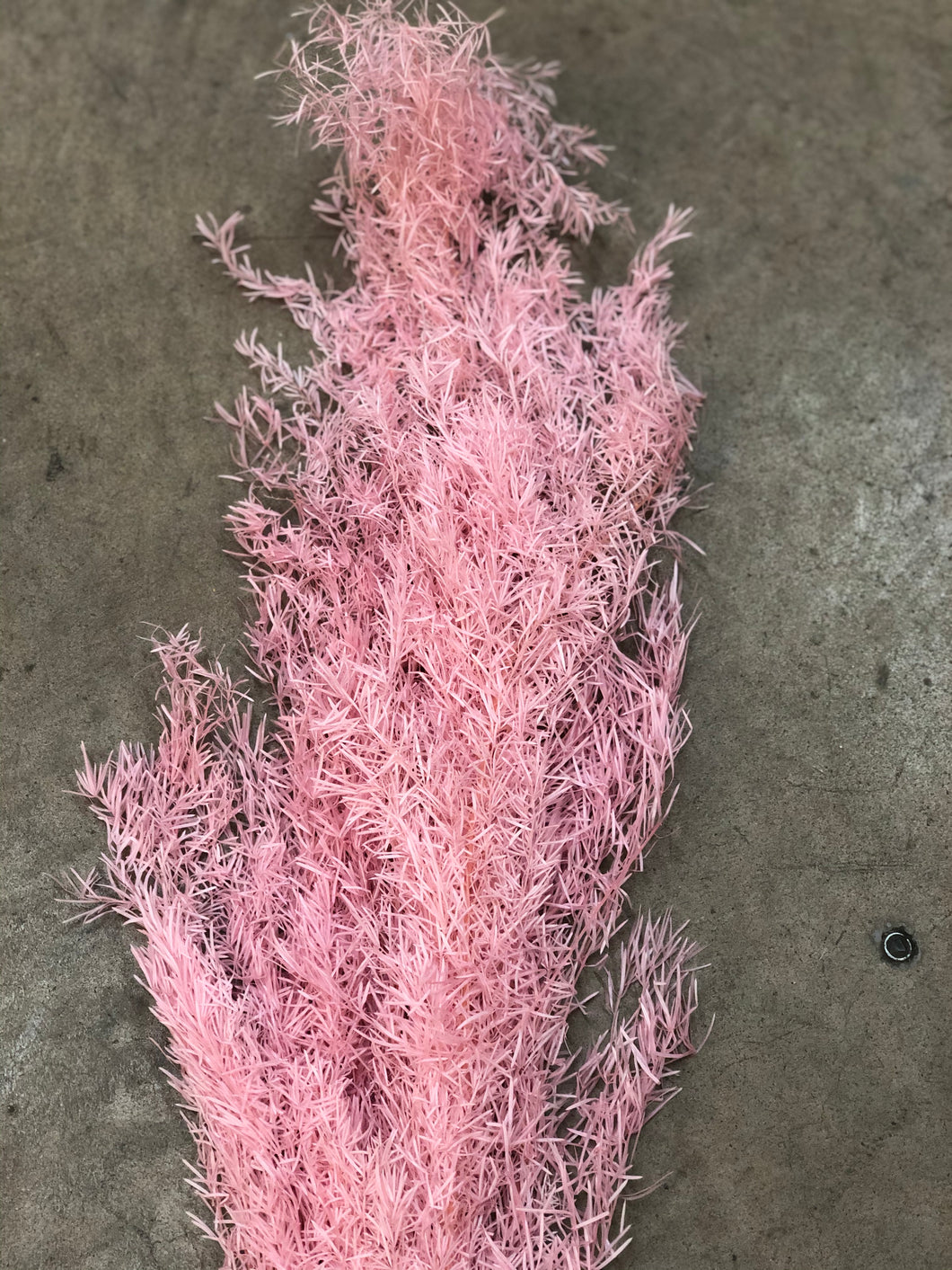 Foxtail - Pink Dust - Market Blooms