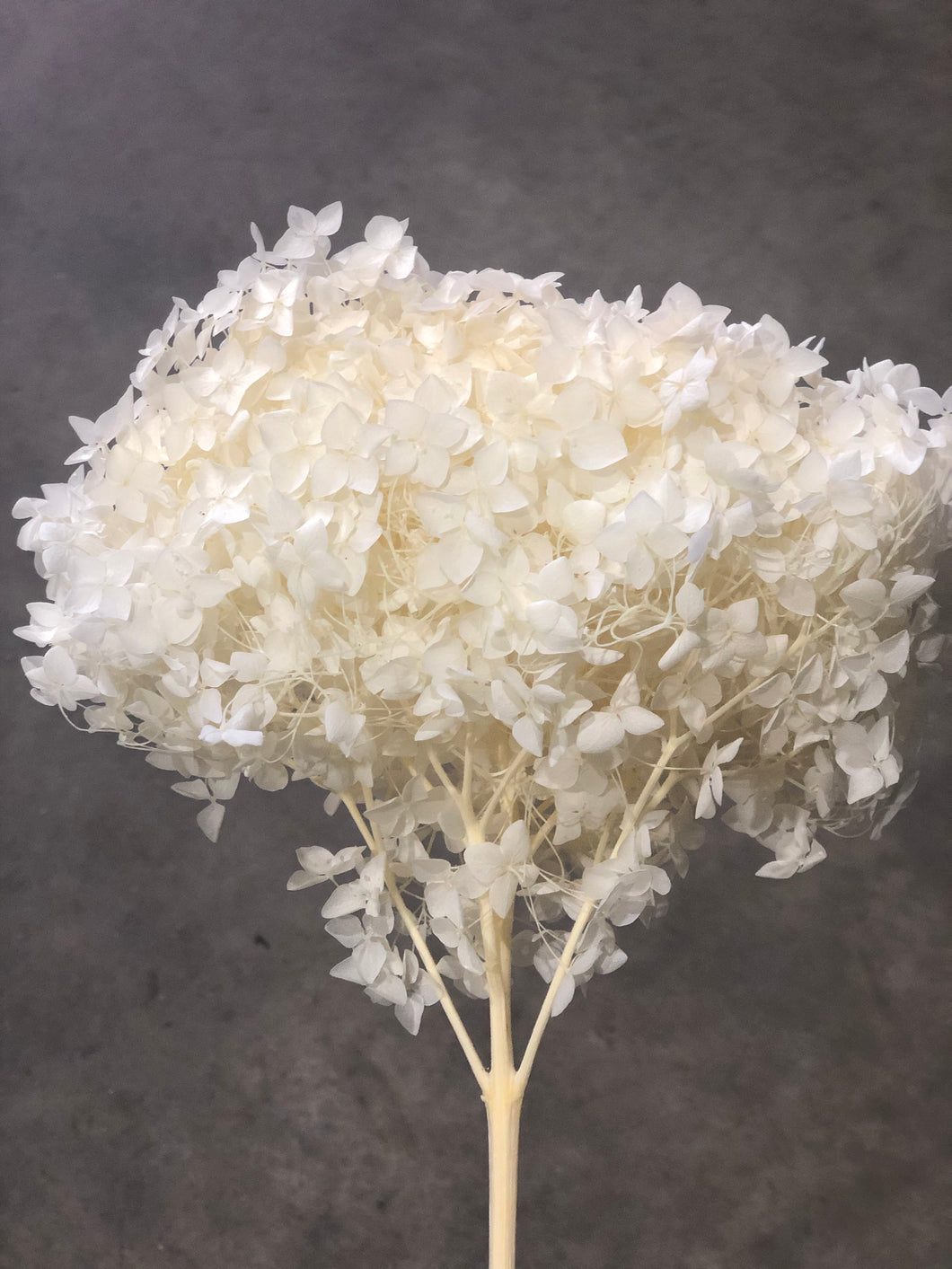 Hydrangea  (preserved) 20cm -  White - Market Blooms