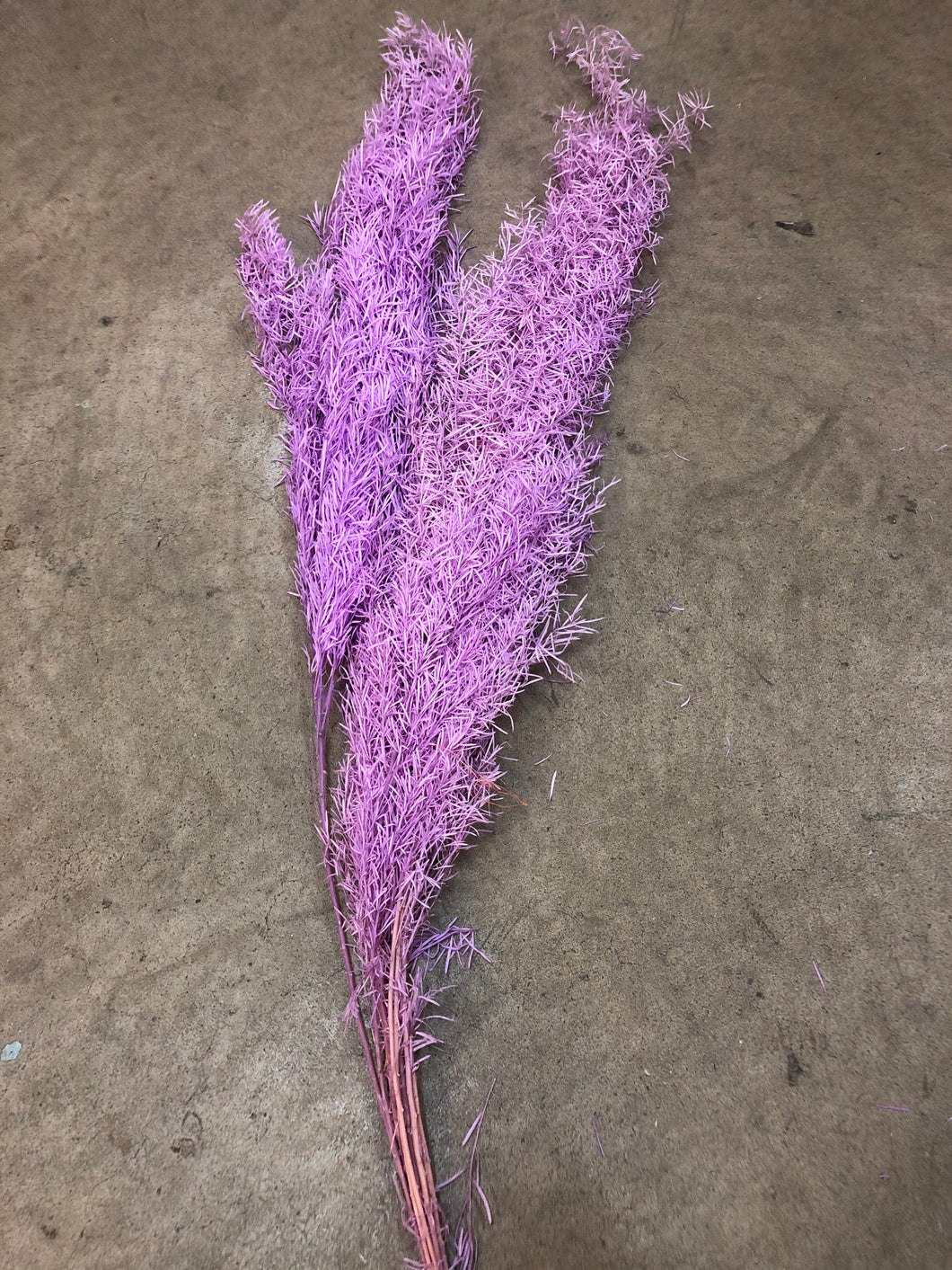 Foxtail - Taro Purple - Market Blooms