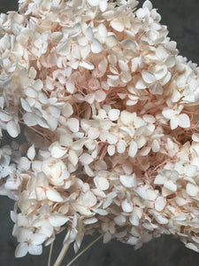 Hydrangea (preserved) 20cm -  Light Sakura Pink - Market Blooms