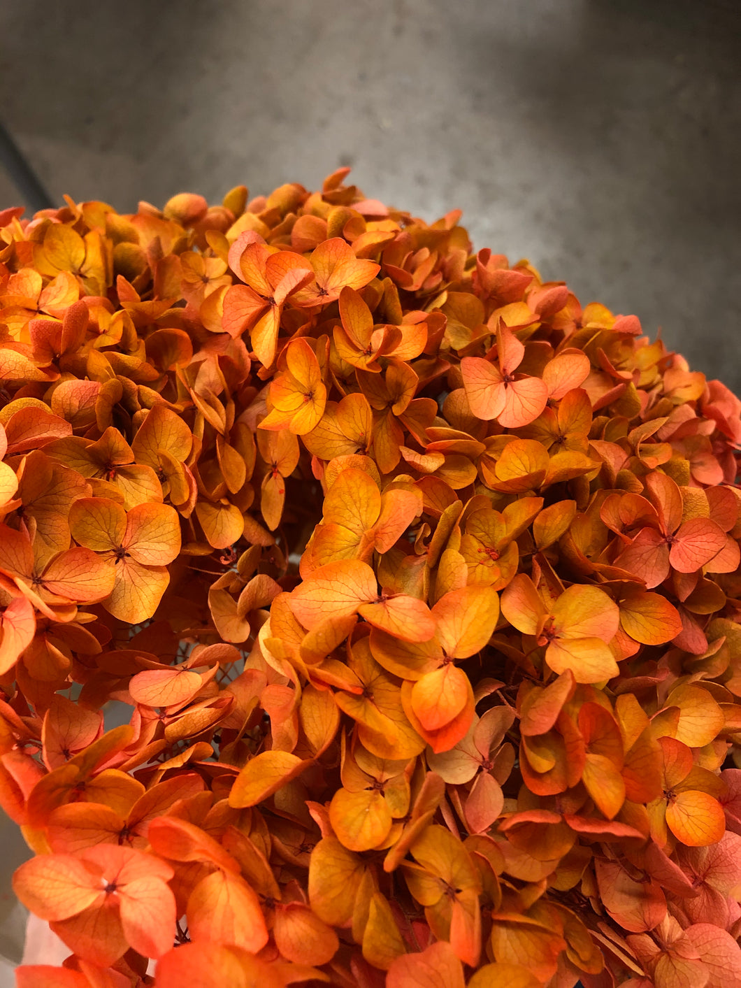 Hydrangea (preserved) 25cm -  Yellow Flesh Pink (Tangerine) - Market Blooms