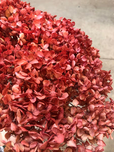 Hydrangea (preserved) 20cm - Watermelon Red (Rustic) - Market Blooms