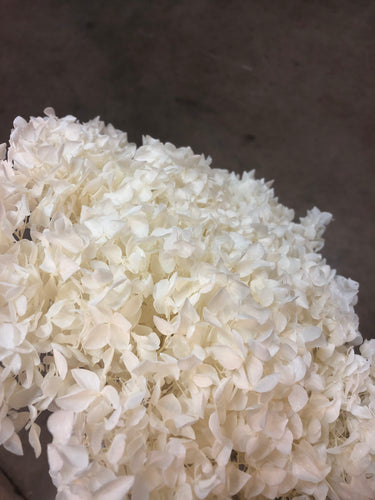 Hydrangea (preserved) 25cm -  White - Market Blooms