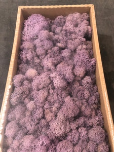 Moss Blue Purple - Market Blooms