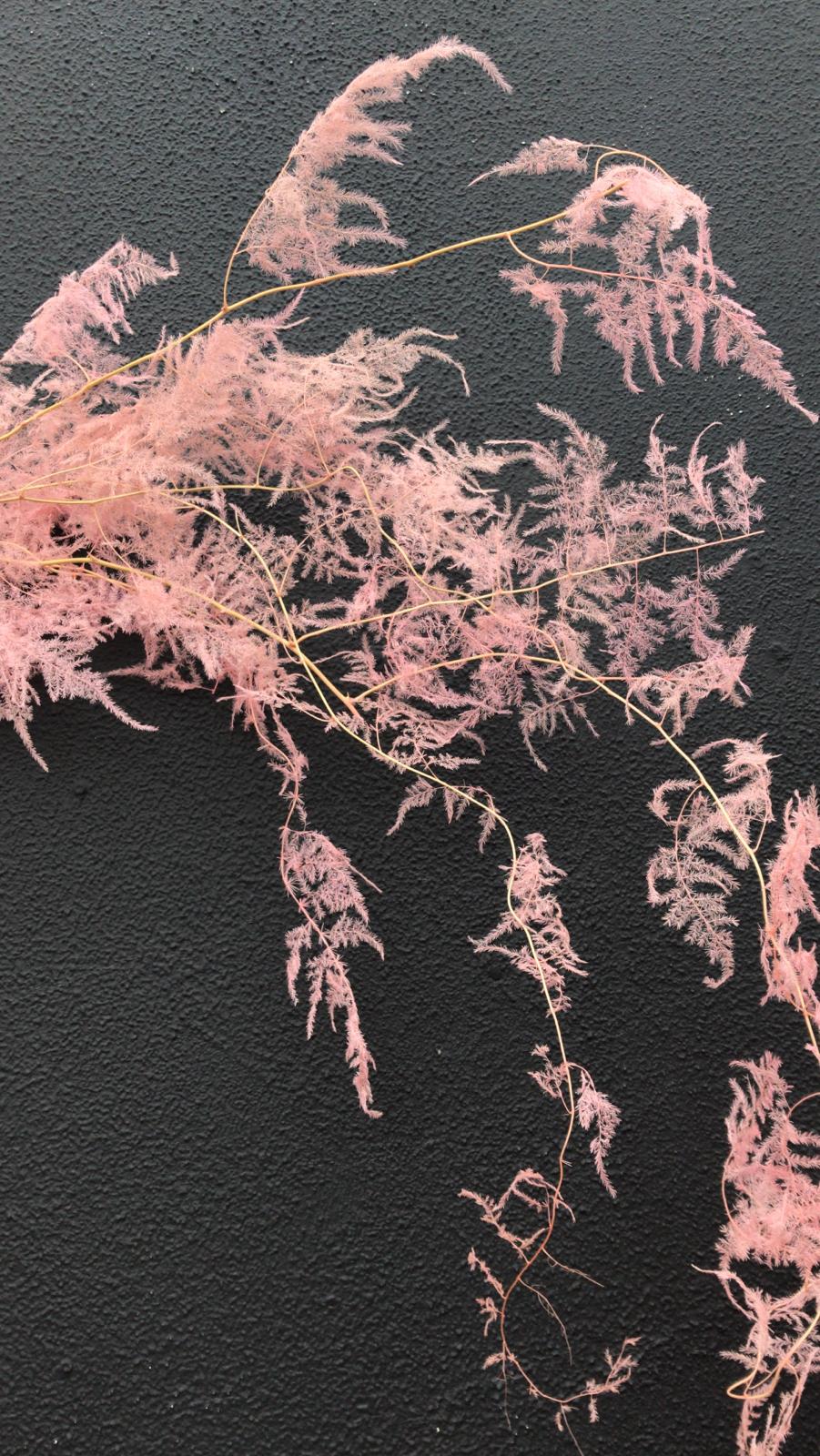Fine Fern (Asparagus Fern Setaceous) - Pink - Market Blooms