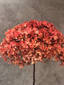 Hydrangea (preserved) 20cm -  Red Yellow (Rustic) - Market Blooms